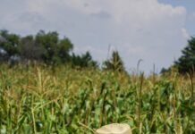 새해에도 ‘충북형 도시농부’ 참여하세요! A man in a hat standing in a corn field