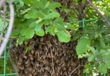 채밀용 벌무리 “아까시꽃 개화 40일 전인 지금부터 양성”