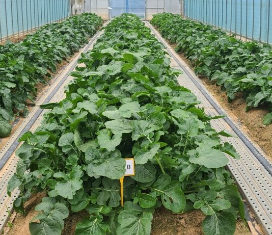 경기도농업기술원, 공익직불제 대응 ‘순무’ 비료 사용 처방기준 설정