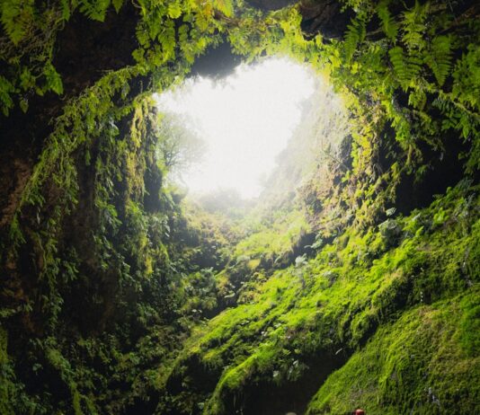 당신은 왜 아침에 눈을 뜨나요? ‘이키가이’를 찾는 여정 people walking on pathway between green mountains during daytime