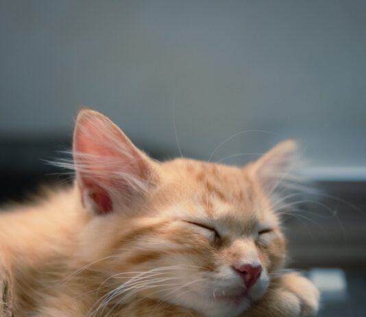 “건강한 수면, 일상에서 실천하는 새로운 트렌드와 필수 루틴” A fluffy orange kitten sleeps on a keyboard.