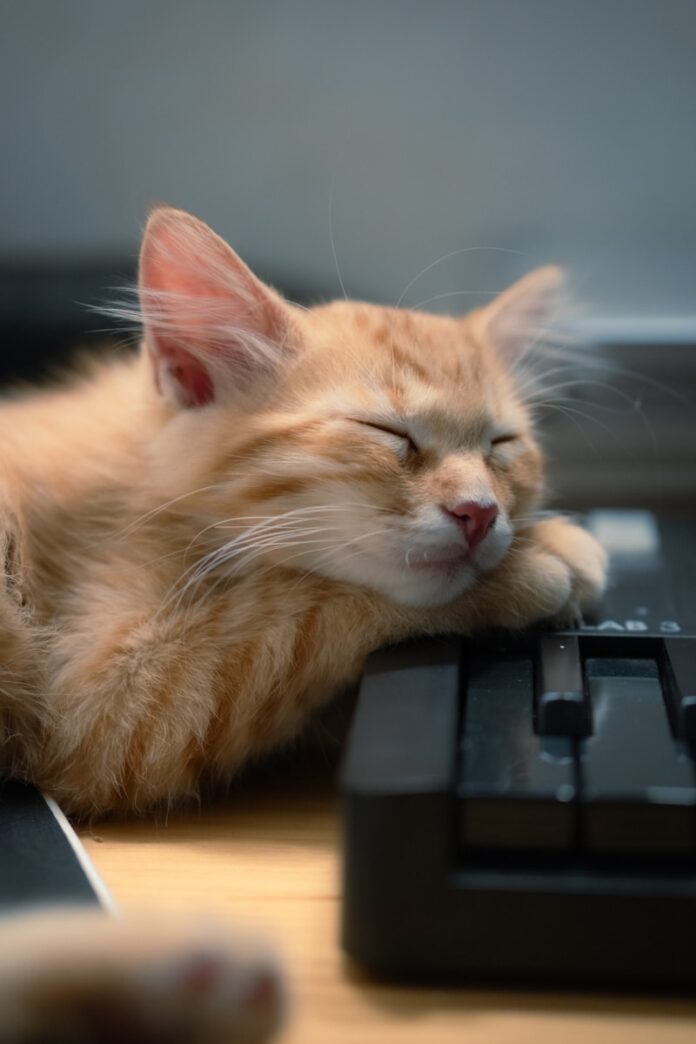 Photo by Angel Maldonado A fluffy orange kitten sleeps on a keyboard.